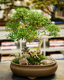 Bonsai Care Tips