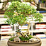 Bonsai Care Tips