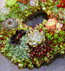 Succulent Wreath