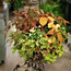 Hanging Baskets