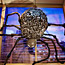Black Spider Craft 