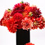 Dahlia Arrangements