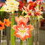 Amaryllis Bulbs 101