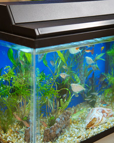 Setting Up a Fish Tank