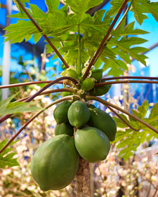 Indoor Fruit Plants