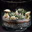 Succulents Terrariums