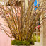 Growing Pussy Willows