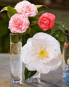 Camellias 101