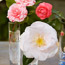 Camellias 101
