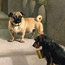 Dog Paintings
