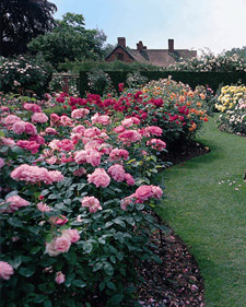 Growing Roses