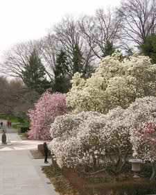 Magnolia Trees