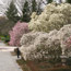 Magnolia Trees
