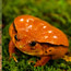 Newsmaker: Frog Hotel