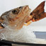 Branzino
