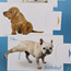 Mechanical Dog Cards