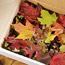 Glittered Leaves