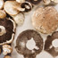 Mushroom Print