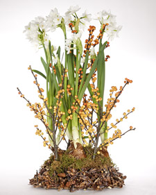 Bird's Nest Planter