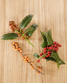 Holly Plants
