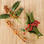 Holly Plants