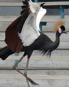 Bird Conservation with Amy Eveleth