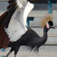Bird Conservation