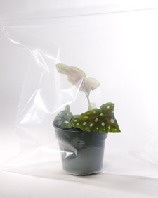 Begonias 101
