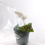 Begonias 101