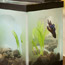 Etching a Fish Tank