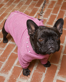 Purina Behind-the-Scenes