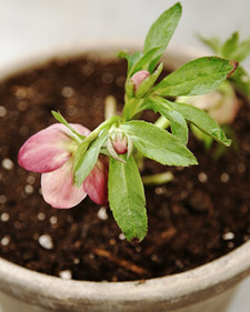 Hellebores