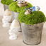 Irish Moss Centerpiece