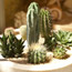 Cactus Garden