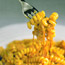 Fusilli al Telefono