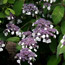 Hydrangeas