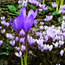 Planting a Bulb Garden