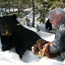 Walking with Bears