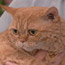 Unusual Cat Breeds
