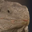 Pet Reptiles
