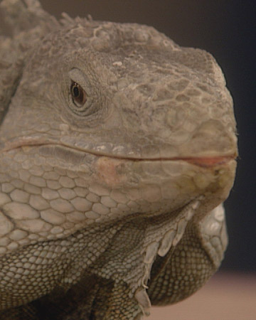 Pet Reptiles