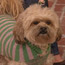 Dog Fashion Show