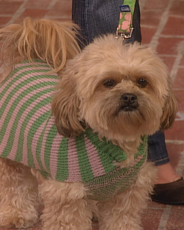 Dog Fashion Show