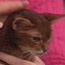 Cats as Pets