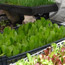 Vegetable Garden Tips