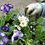 Planting Spring Urns