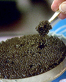 Caviar 101