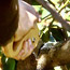 Rhododendron Pruning
