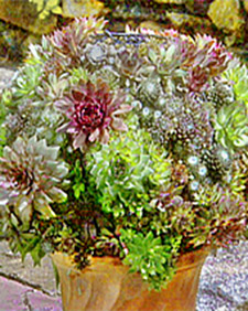 Succulent Sphere with Sean