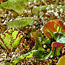 Propagating Begonias 